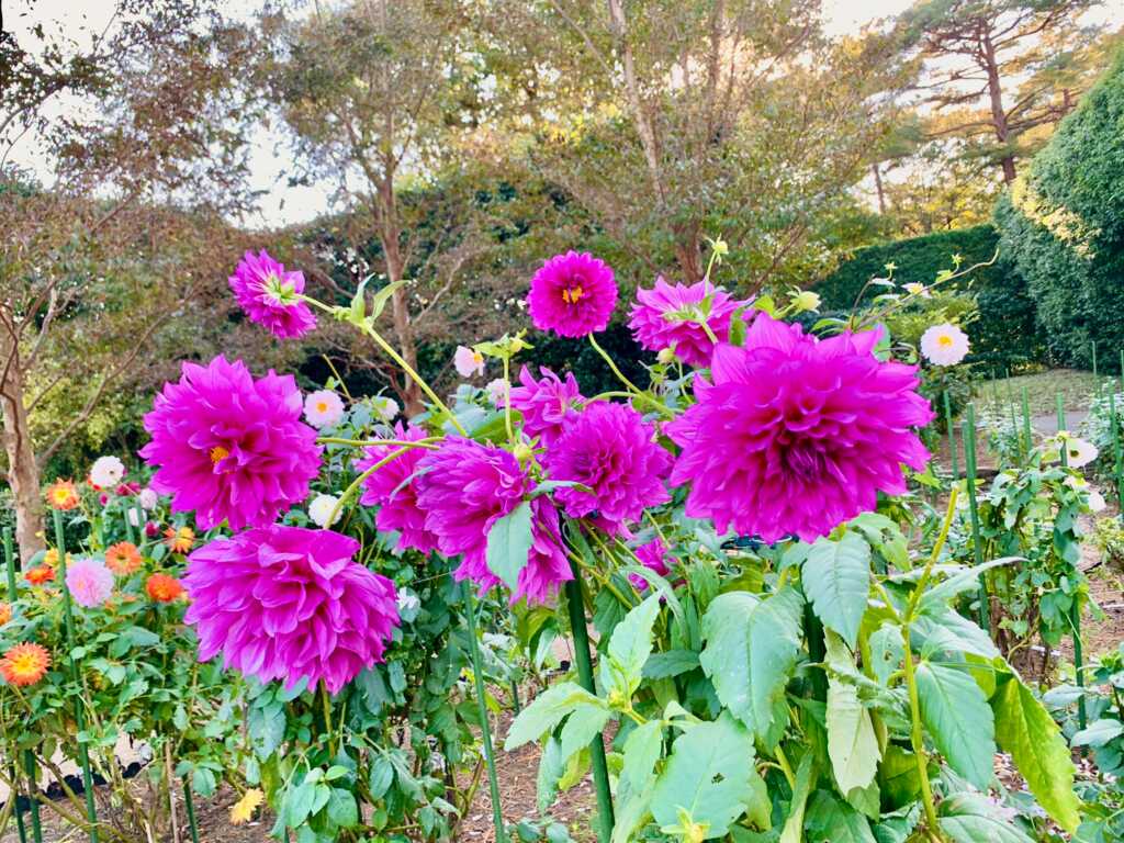 森林公園