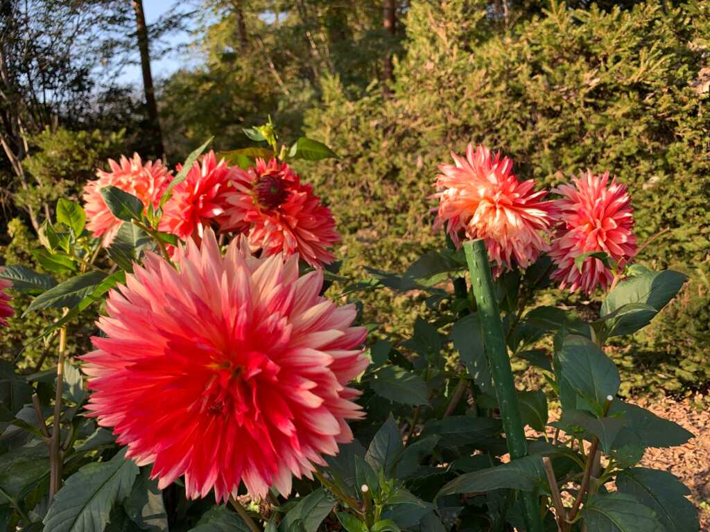 森林公園