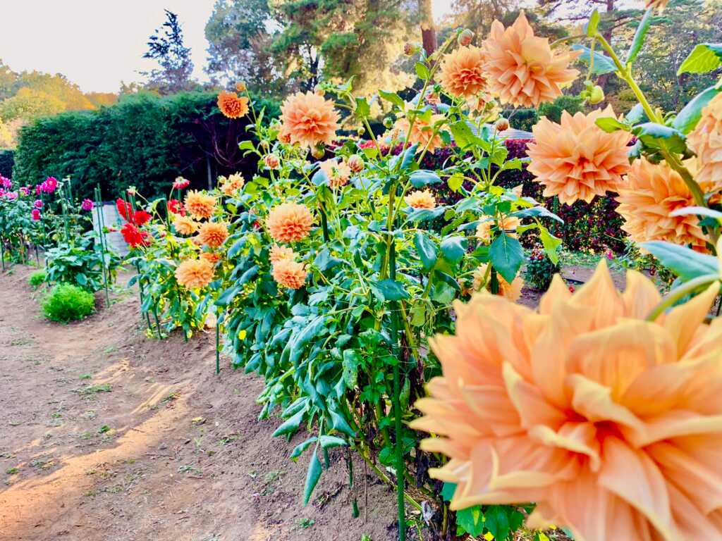 森林公園