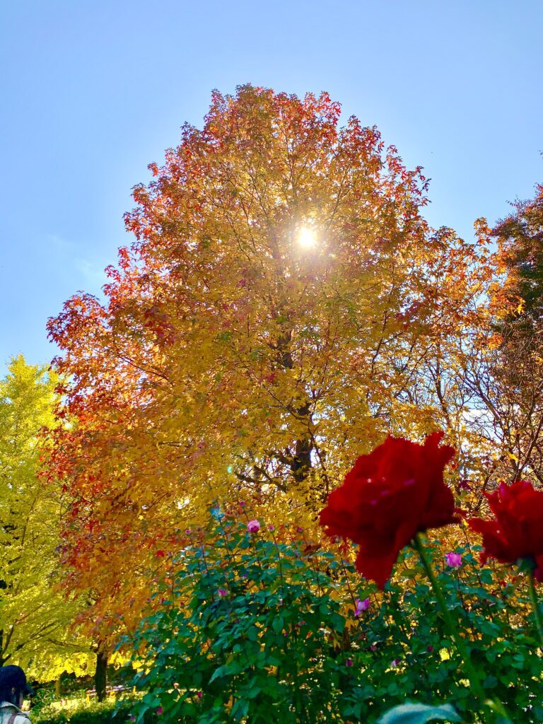 智光山公園