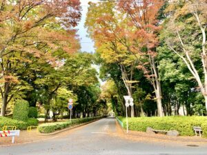 富士見緑地通り