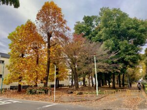 富士見緑地通り