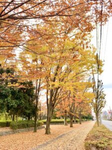 富士見緑地通り