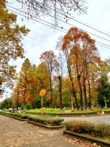 富士見緑地通り