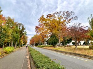 富士見緑地通り