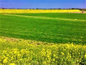大人ポタリング＠川越近辺 荒川堤の菜の花