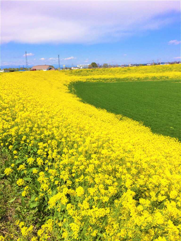 荒川土手菜の花