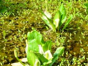 秩父 「はなのや」近くの様子