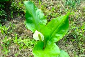 秩父 「はなのや」近くの様子