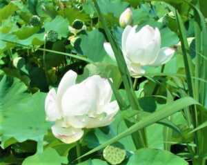 秩父 「はなのや」近くの様子