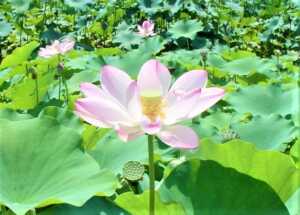 秩父 「はなのや」近くの様子