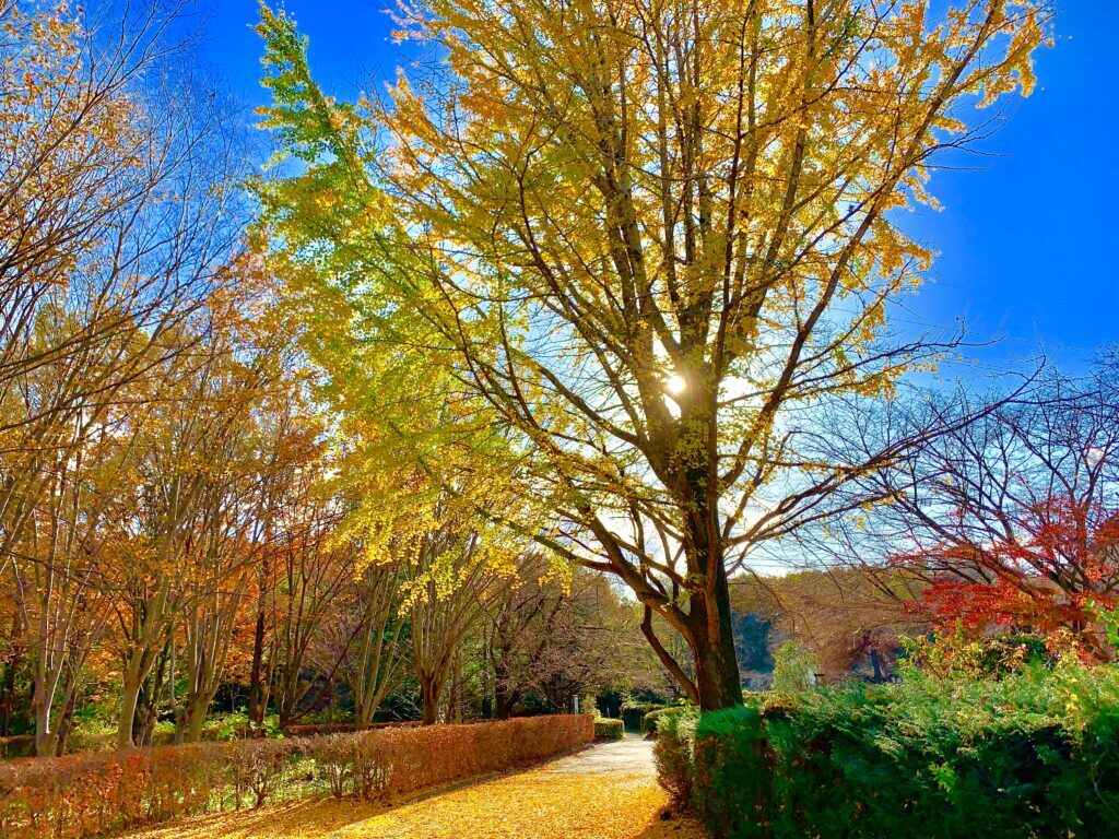 智光山公園
