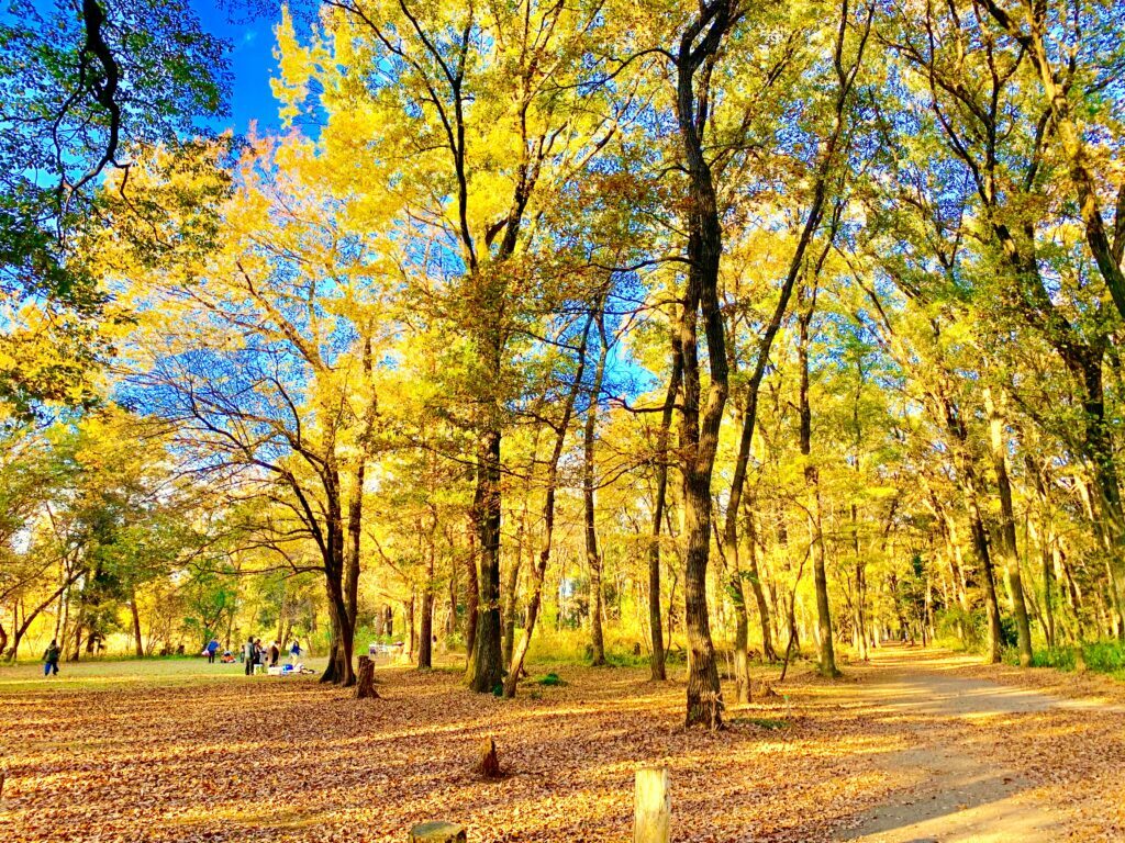 智光山公園