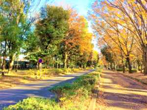 富士見緑地通り