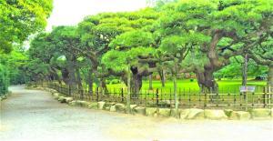 栗林公園 見事な松