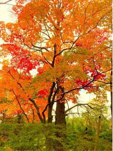 札幌　中島公園@秋の様子