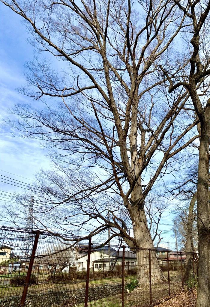 玉川上水