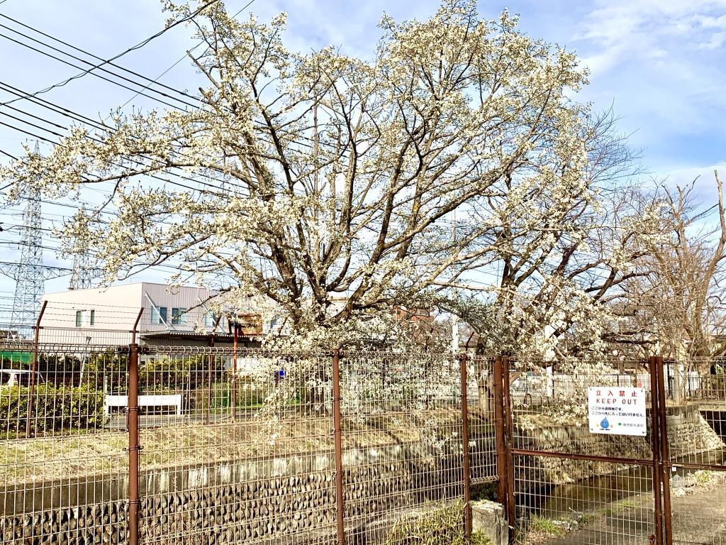 玉川上水