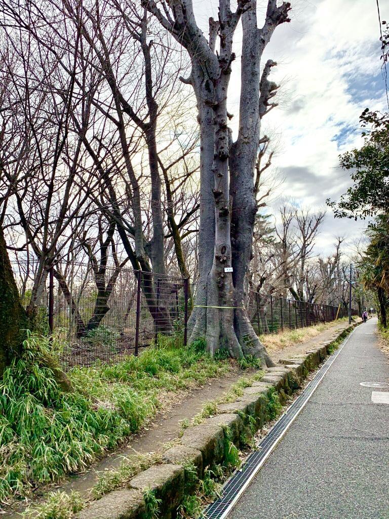 玉川上水
