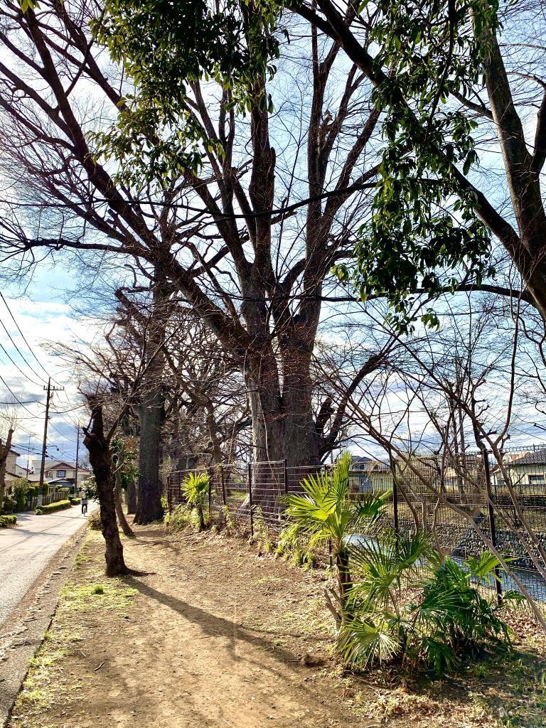 玉川上水