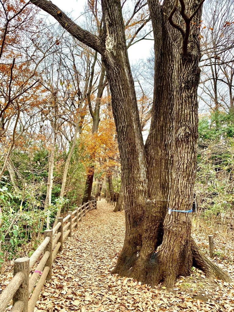 玉川上水