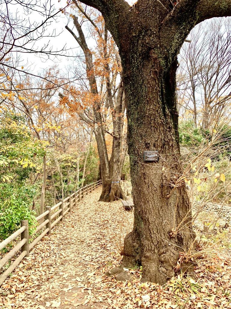 玉川上水
