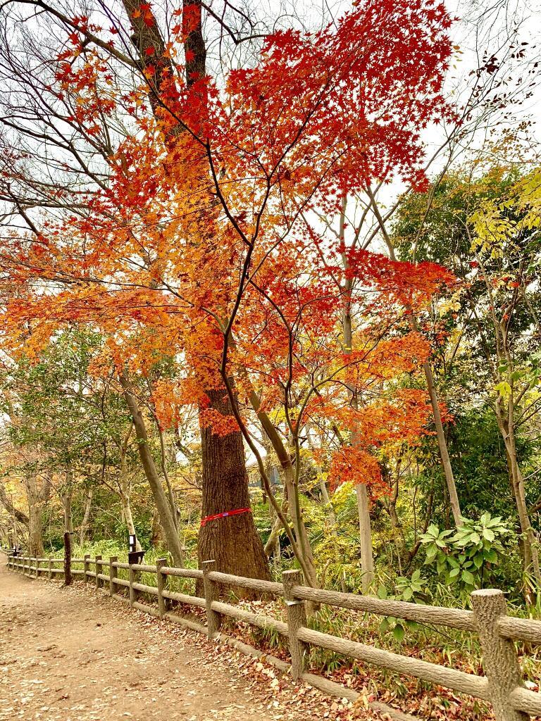 玉川上水