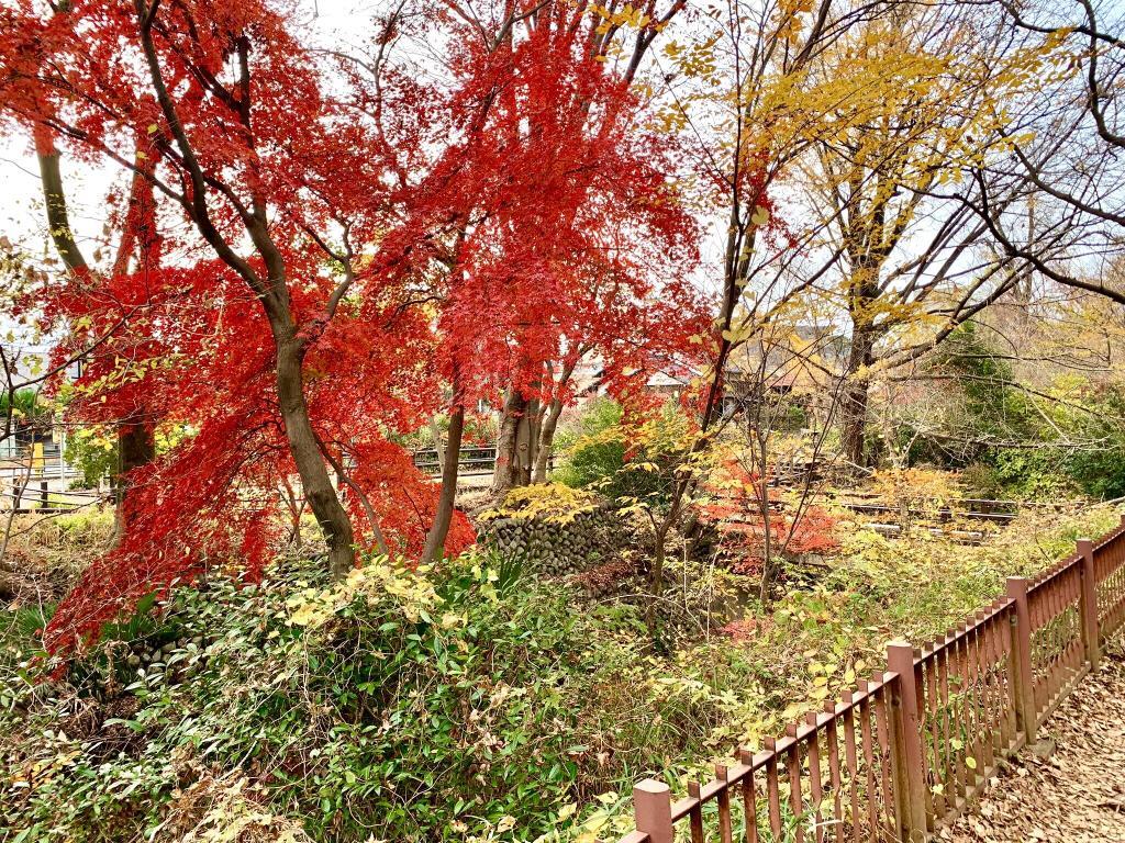 玉川上水
