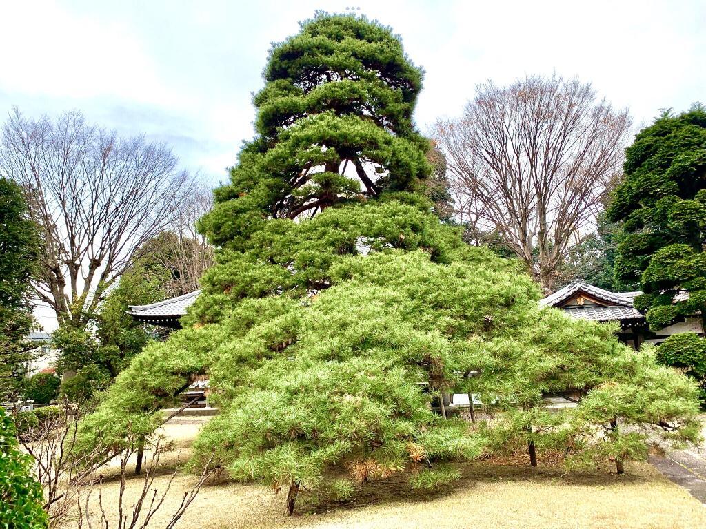 玉川上水
