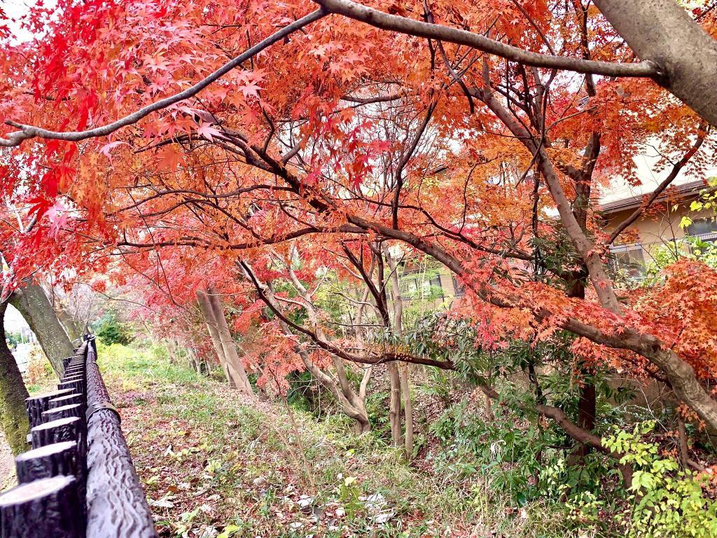 玉川上水