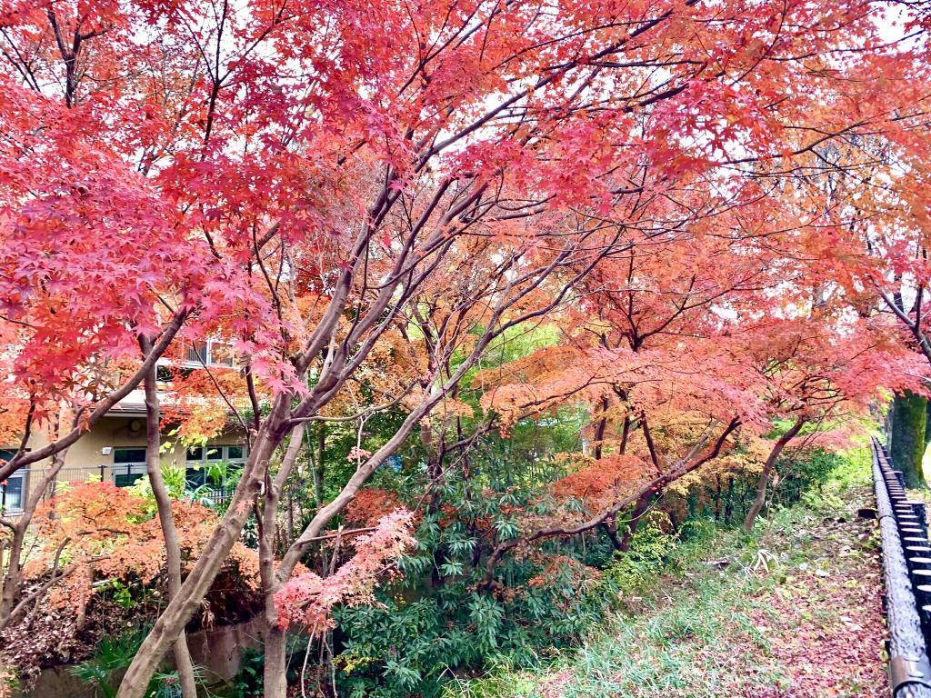 玉川上水