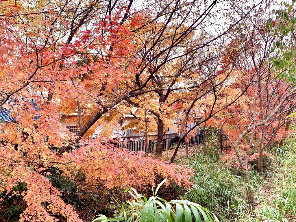 玉川上水