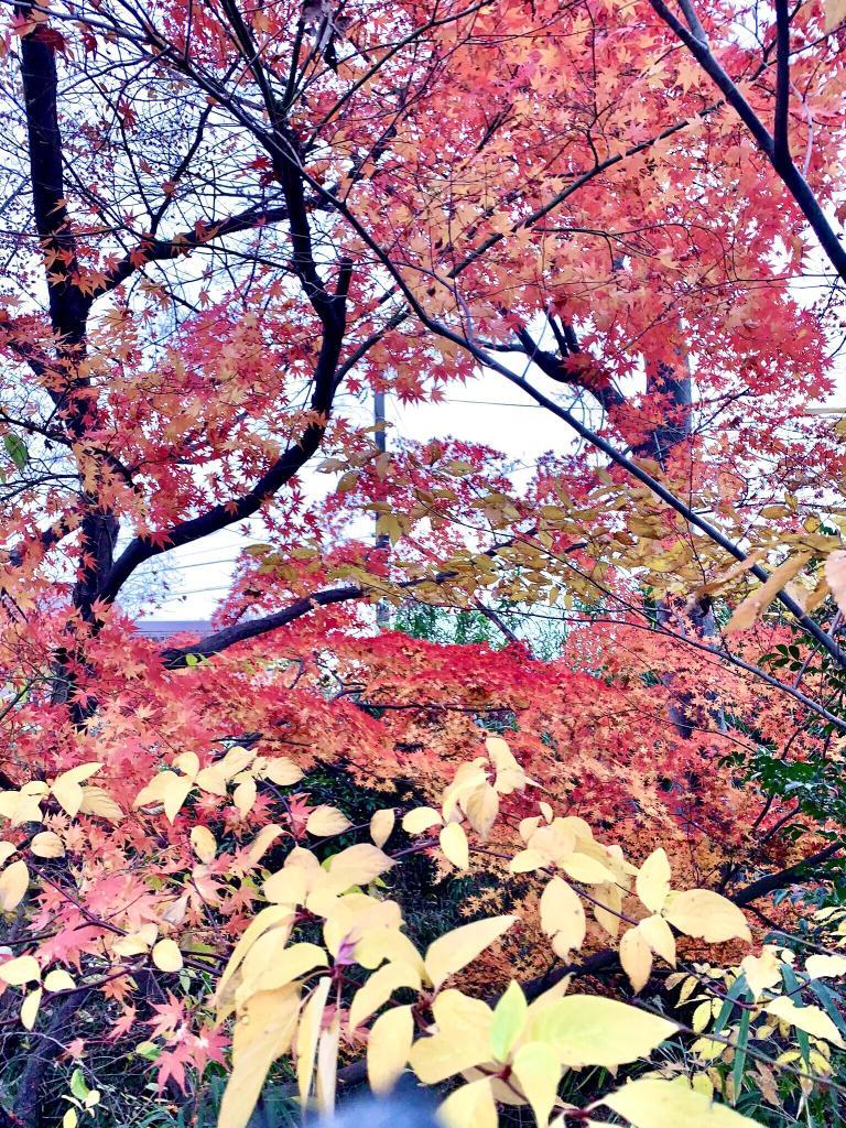 玉川上水