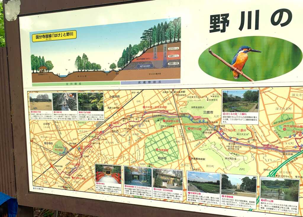 野川・国分寺崖線