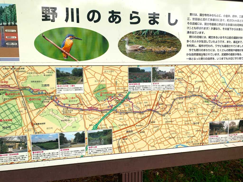 野川・国分寺崖線