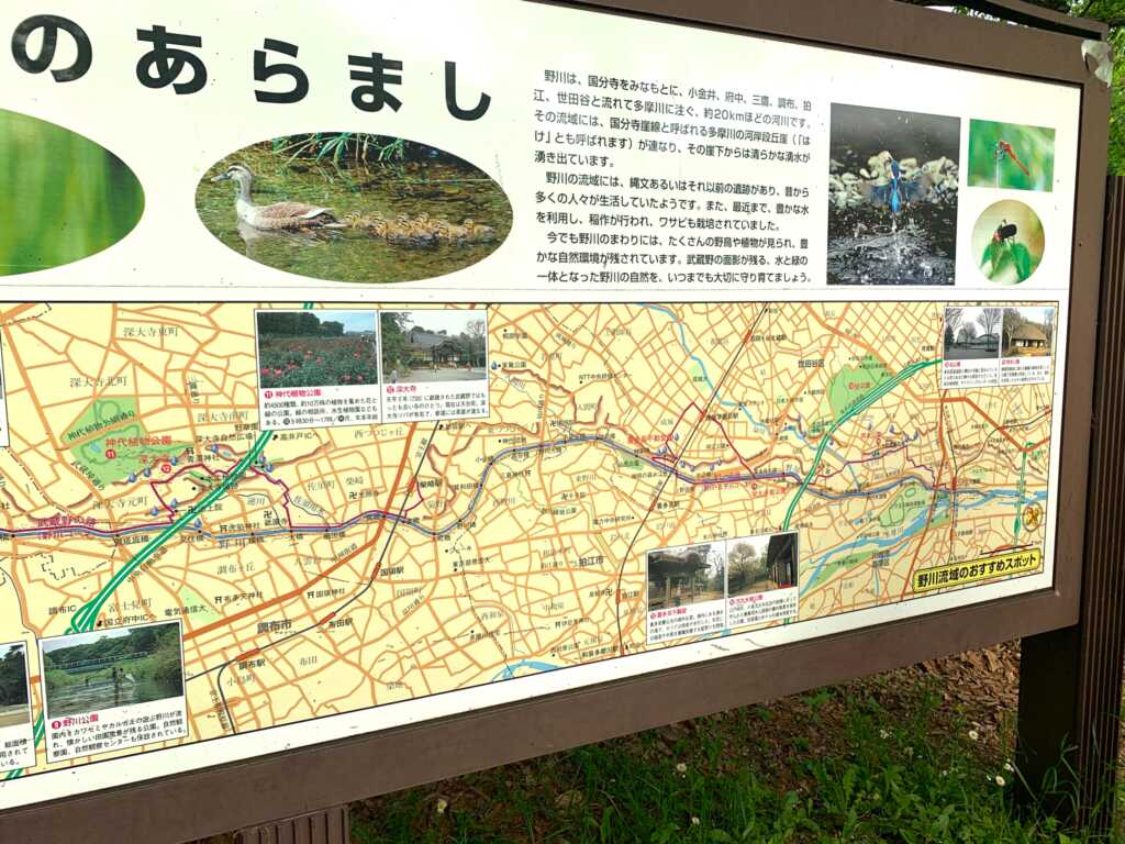 野川・国分寺崖線