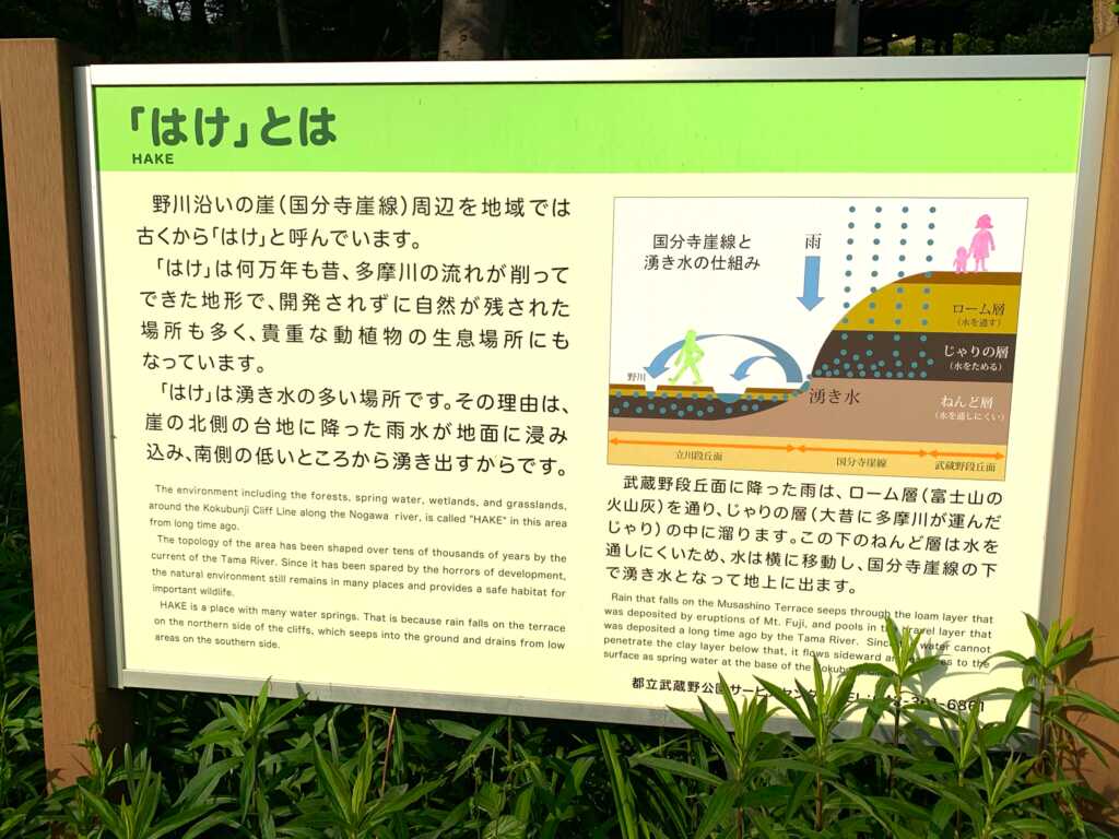 野川・国分寺崖線