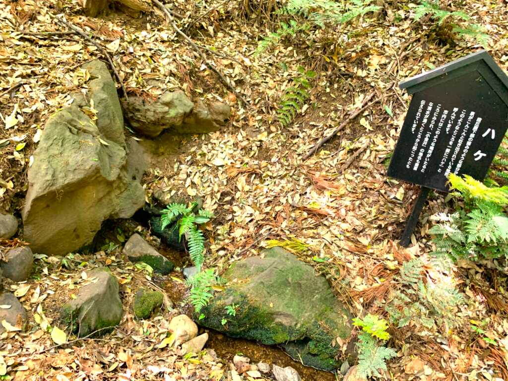 野川・国分寺崖線