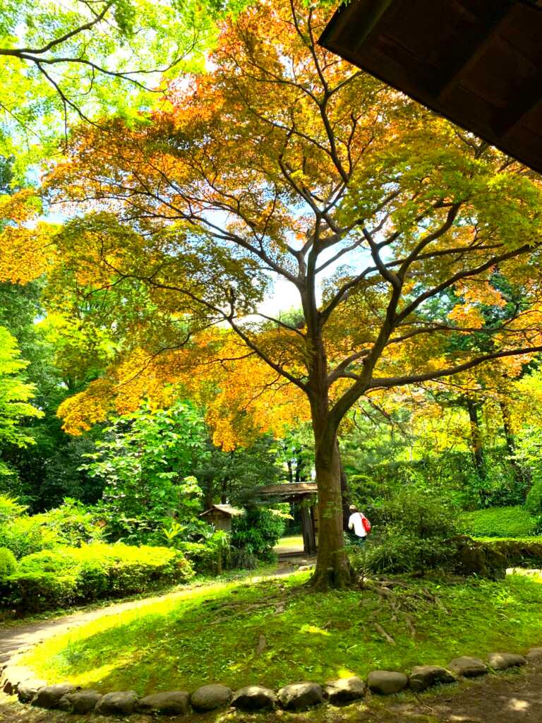 野川・国分寺崖線