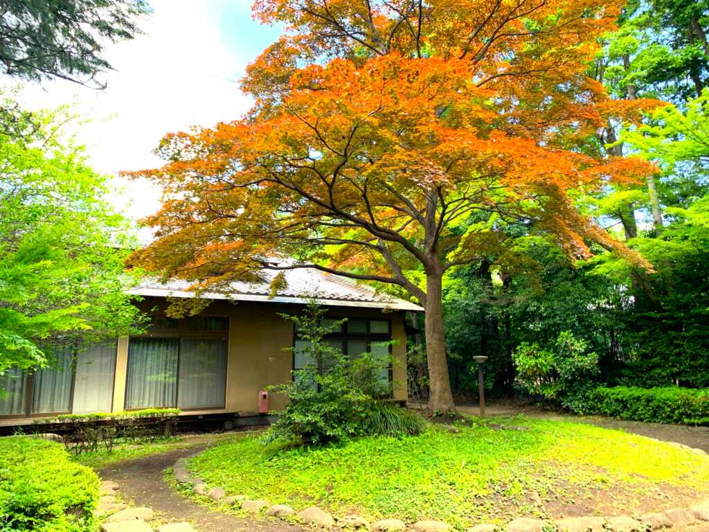 野川・国分寺崖線