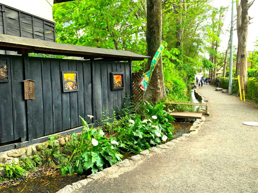 お鷹の道・真姿の池湧水群一帯