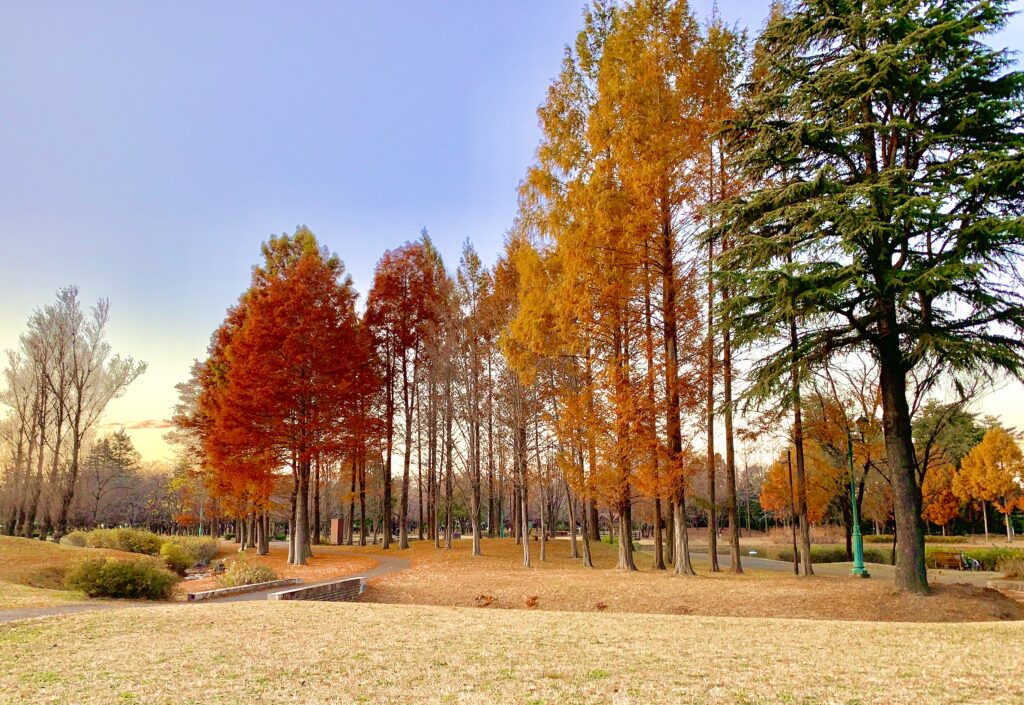 彩の森入間公園