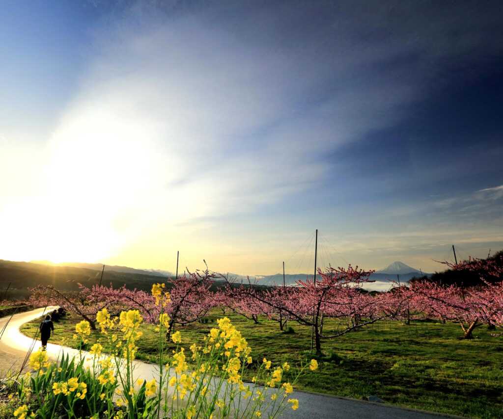 桃源郷