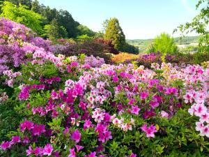 越生　五大尊つつじ公園