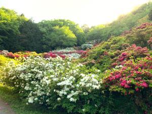 越生　五大尊つつじ公園