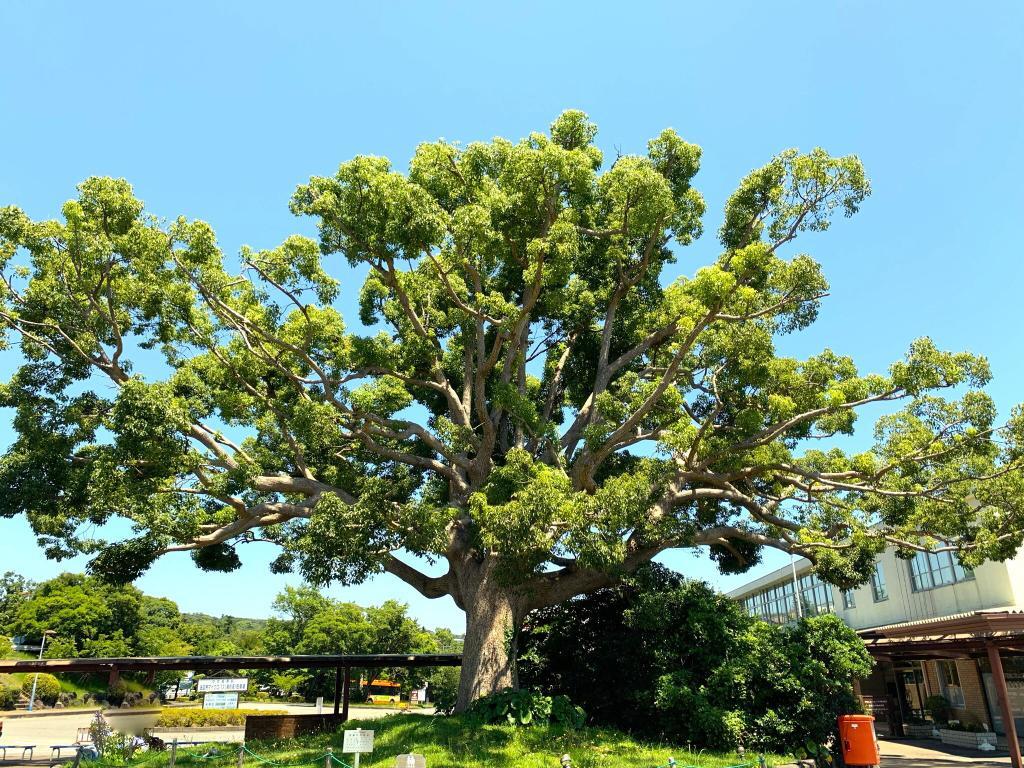 伊豆高原