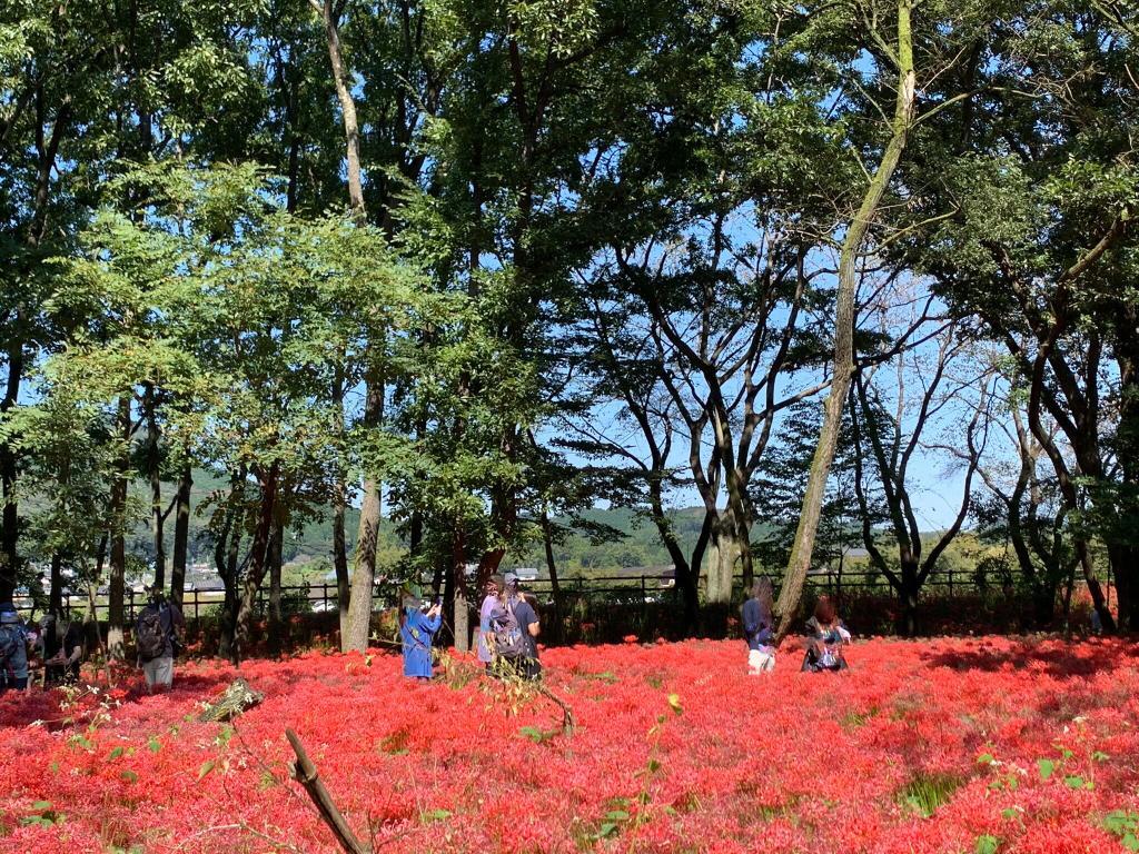 巾着田