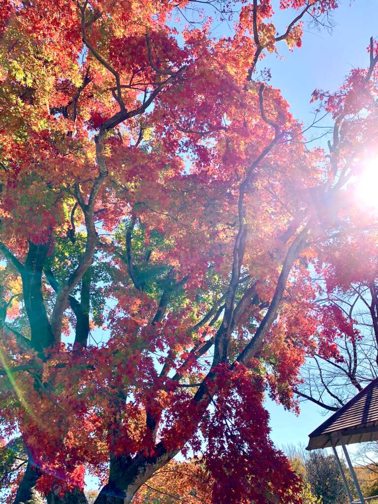 高坂