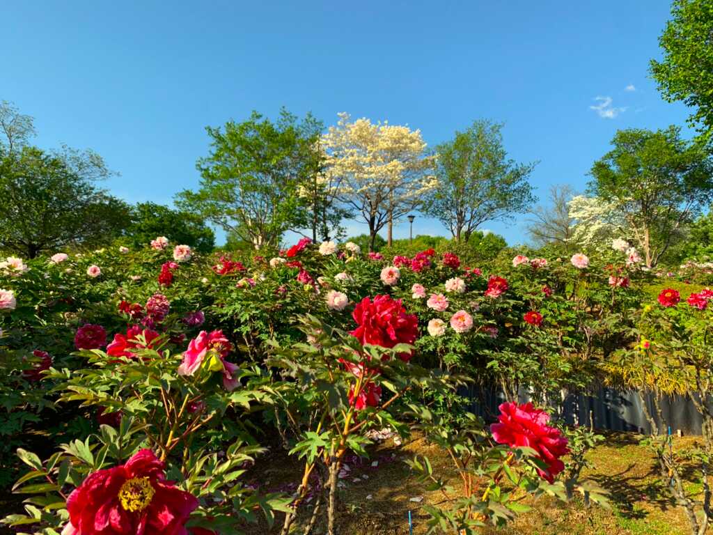 東松山