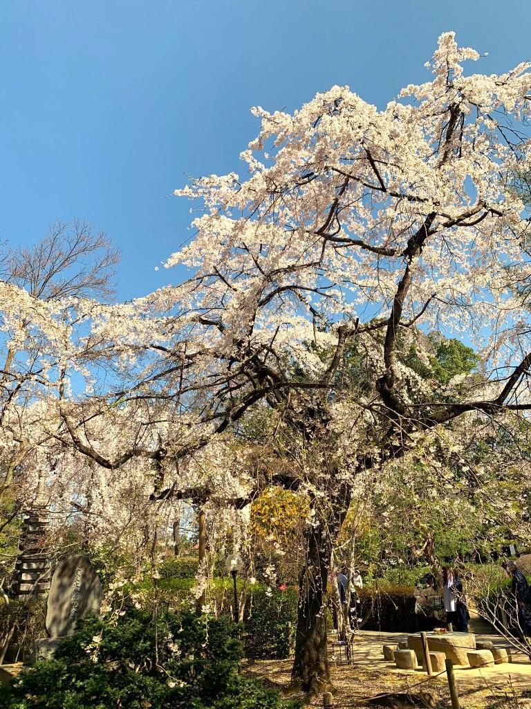 中院